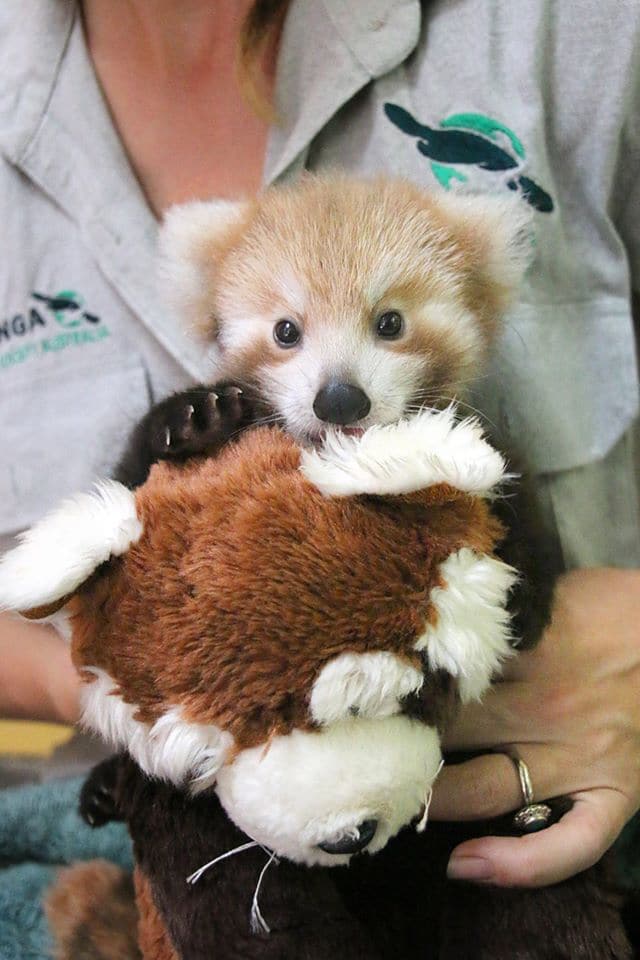 red panda cub taronga zoo stuffed animal toy
