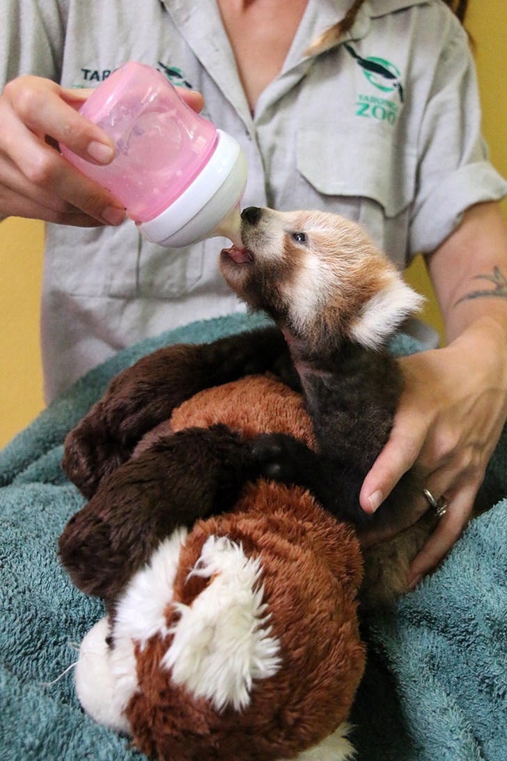 Red Panda Cub Is Adorably Attached To Comforting Look Alike Toy