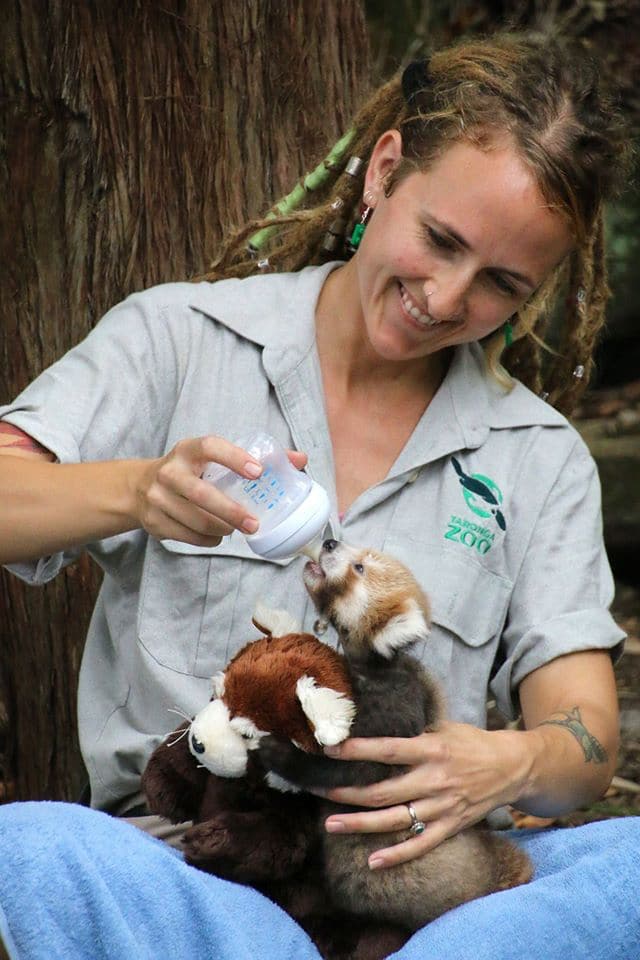 Red Panda Cub Is Adorably Attached To Comforting Look Alike Toy