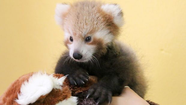 Red Panda Cub Is Adorably Attached To Comforting Look Alike Toy