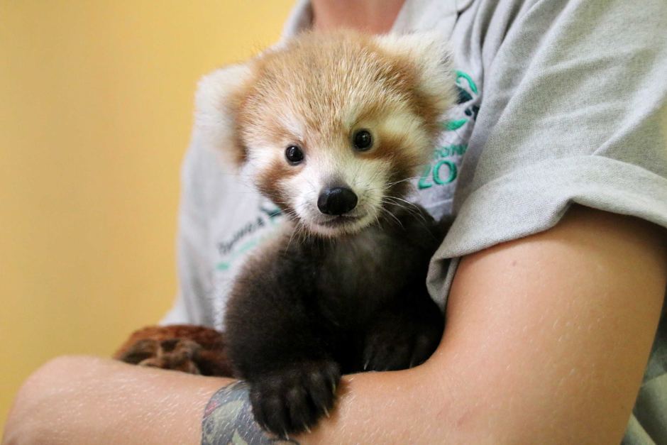 Red Panda Cub Is Adorably Attached To Comforting Look Alike Toy