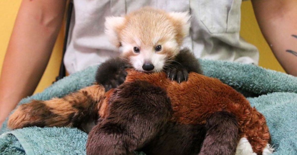 Red Panda Cub Is Adorably Attached To Comforting Look Alike Toy