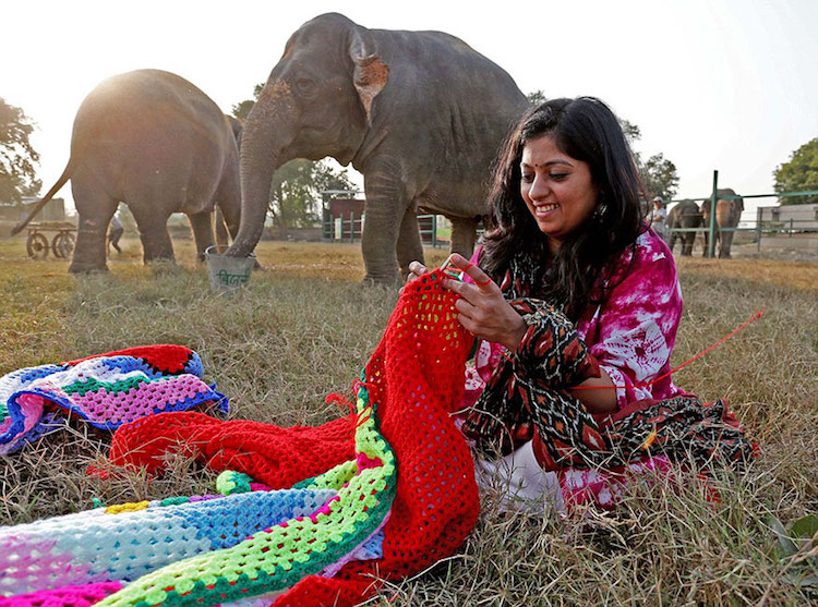 elephant sweaters wildlife SOS