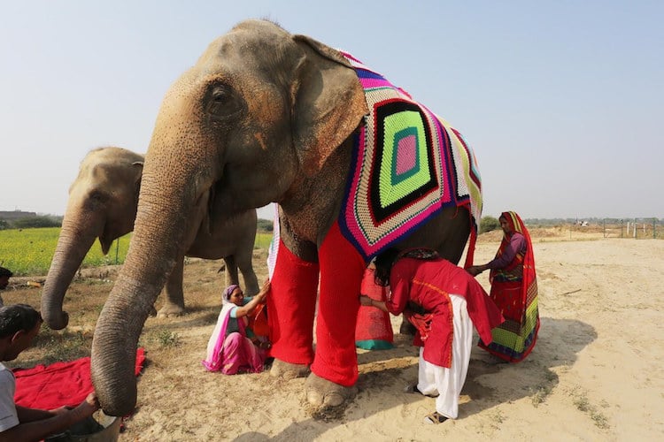 Elephant Sweaters Keep Pachyderms Warm During India's Cold Snap