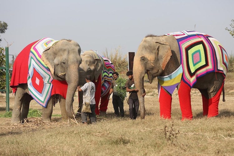 teori systematisk fleksibel Elephant Sweaters Keep Pachyderms Warm During India's Cold Snap