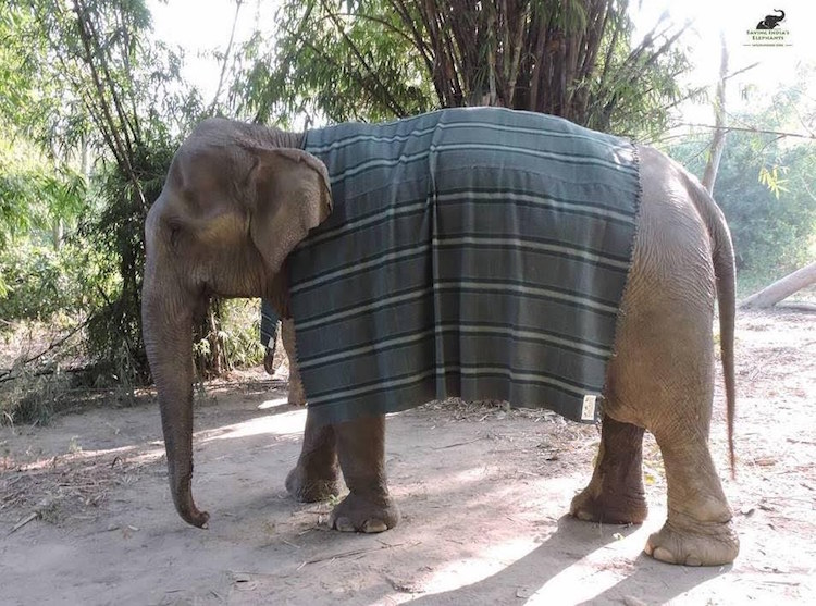 elephant sweaters wildlife SOS
