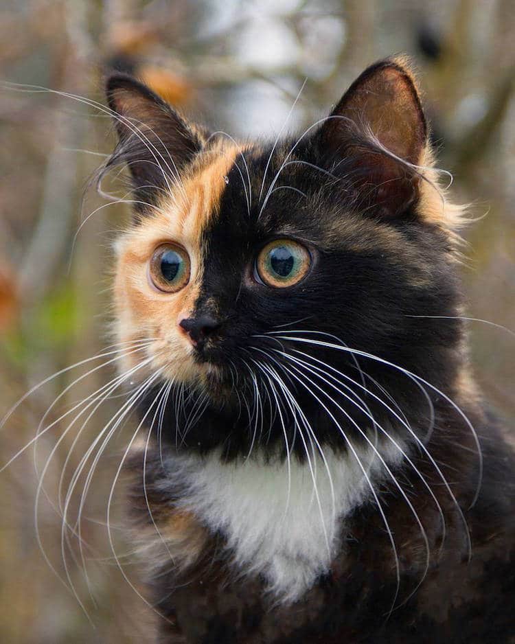 yana two-faced cat chimeric