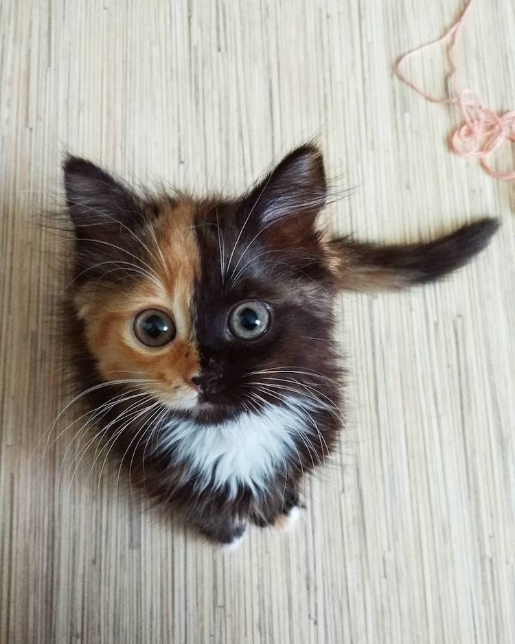 yana two-faced cat chimeric