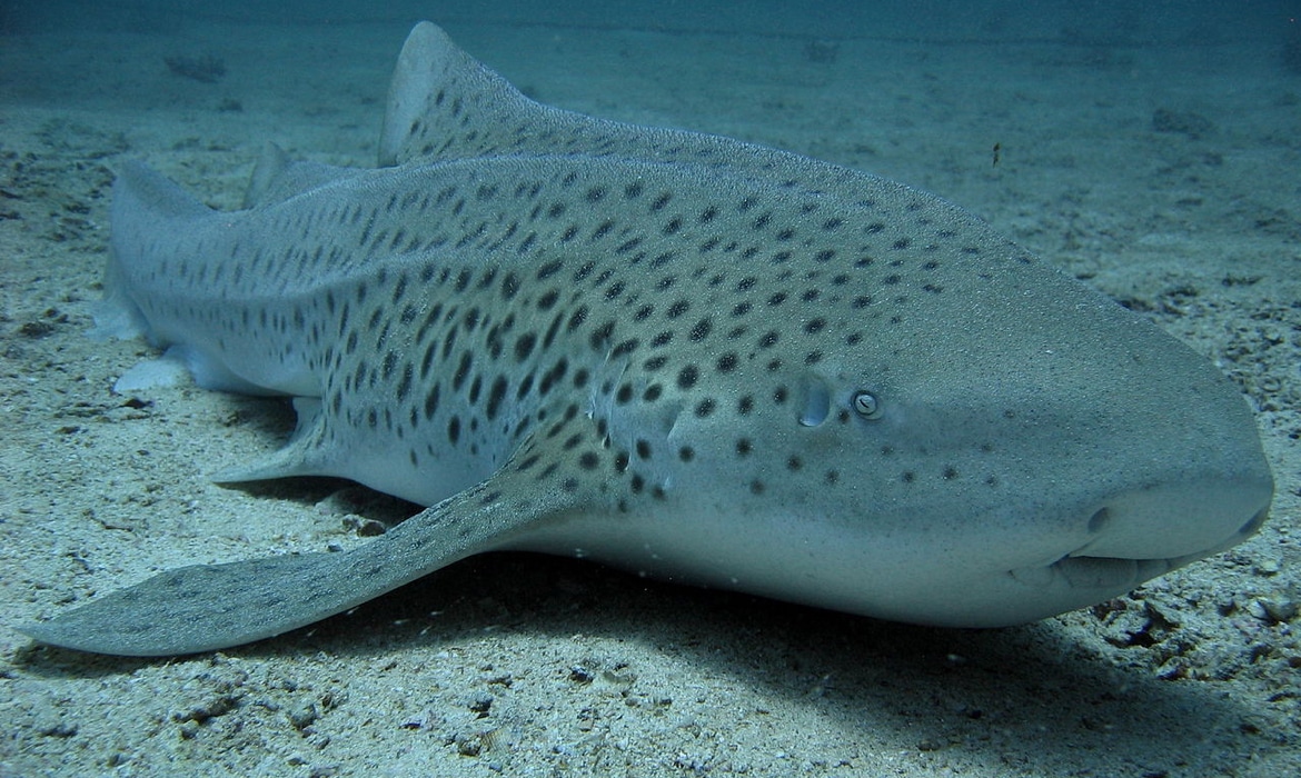 zebra shark asexual reproduction