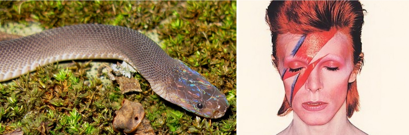 rare animals ziggy stardust snake celebrity named animals