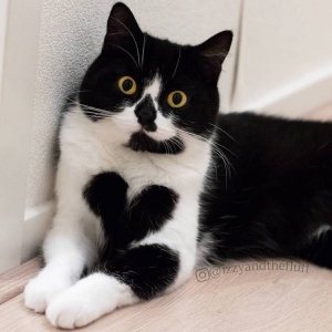 Cute Cat Wears Her Heart on Her Chest... Literally