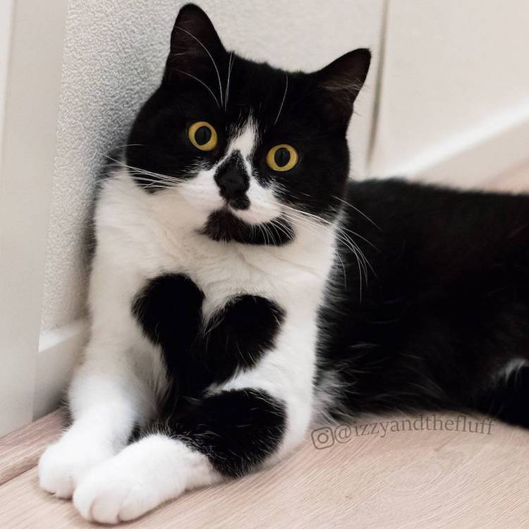 cute cat wears her heart on her chest
