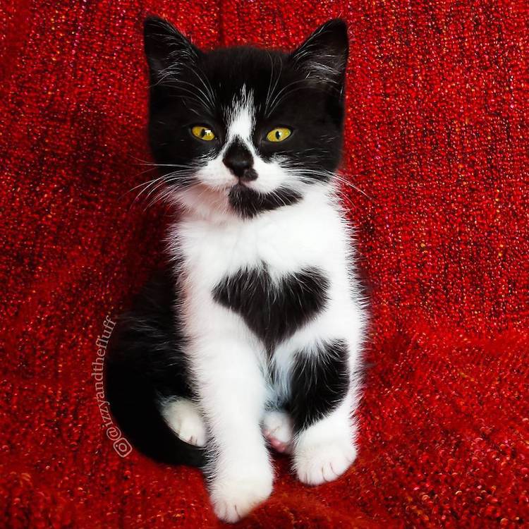 cute cat wears her heart on her chest