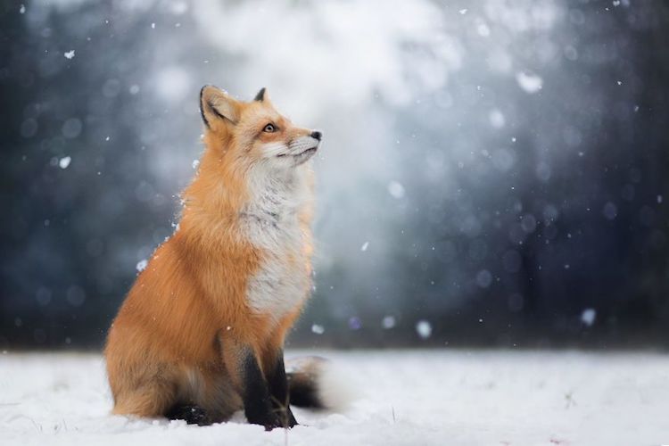 Enchanting Fox Photography Showcases Their Boundless Spirit