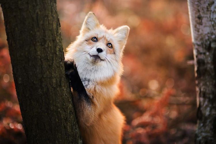 Enchanting Fox Photography Showcases Their Boundless Spirit