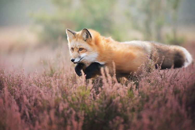 Enchanting Fox Photography Showcases Their Boundless Spirit