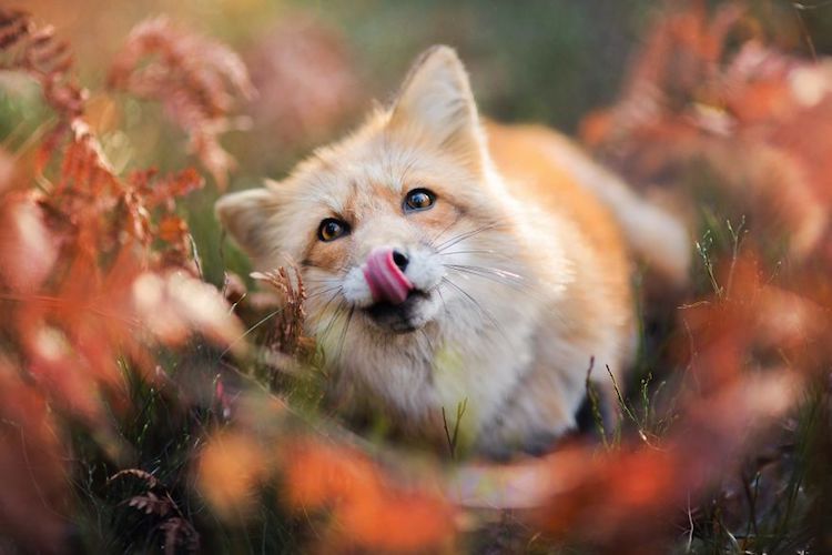 Enchanting Fox Photography Showcases Their Boundless Spirit