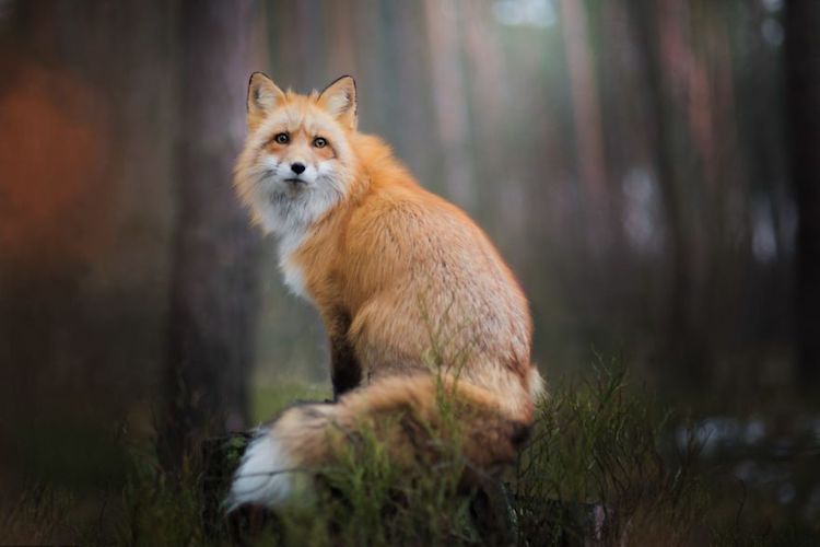 red fox met art