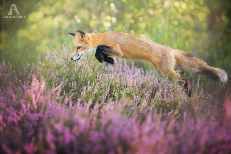 Enchanting Fox Photography Showcases Their Boundless Spirit