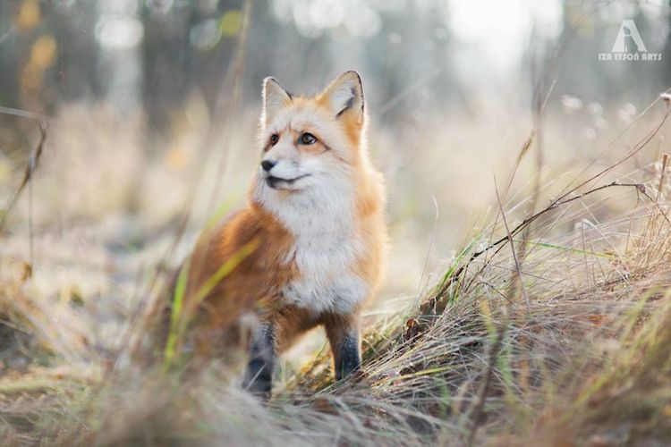 Enchanting Fox Photography Showcases Their Boundless Spirit