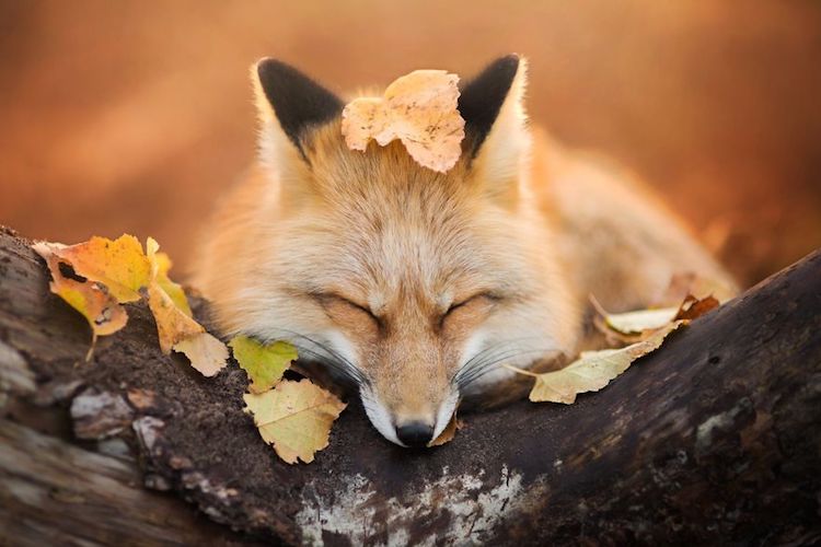 Enchanting Fox Photography Showcases Their Boundless Spirit