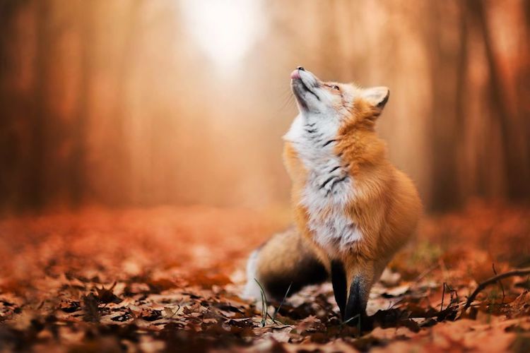 Enchanting Fox Photography Showcases Their Boundless Spirit