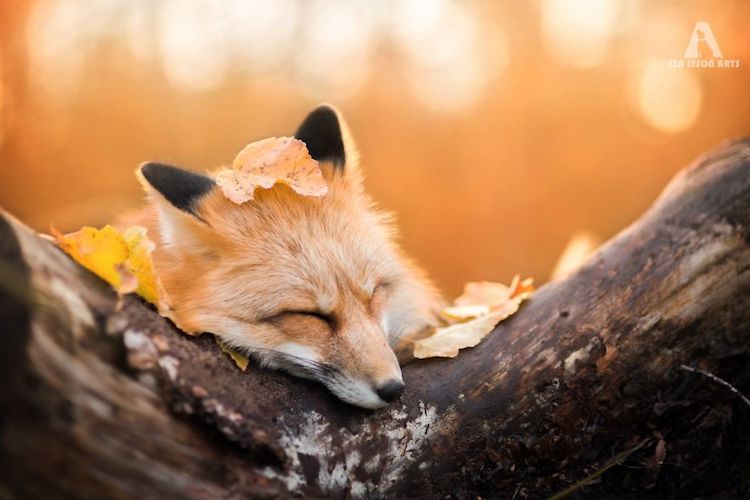 Enchanting Fox Photography Showcases Their Boundless Spirit