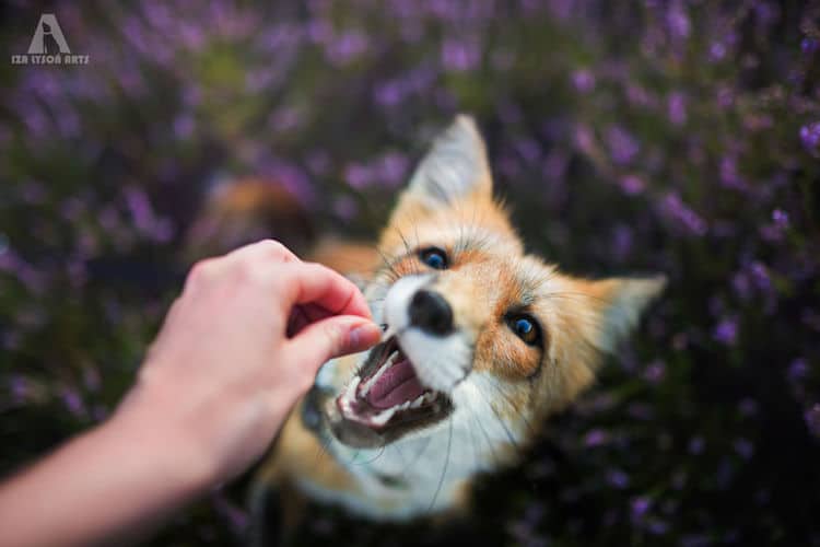 Enchanting Fox Photography Showcases Their Boundless Spirit