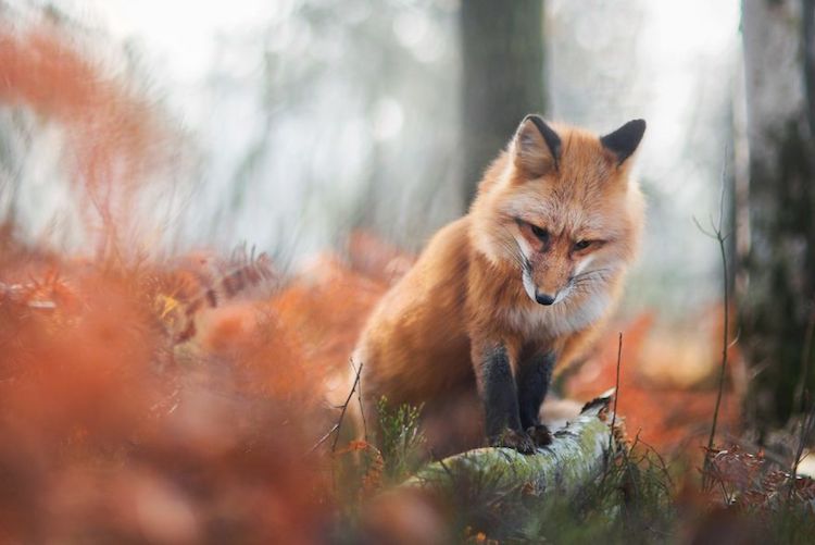 Enchanting Fox Photography Showcases Their Boundless Spirit