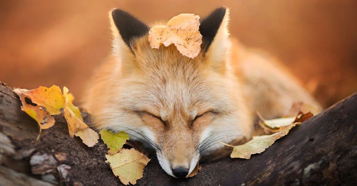 404 error page deisgn example #207: Photographer Captures the Enchanting Spirit of a Photogenic Fox in the Woods