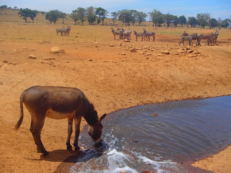 Patrick Kilonzo Mwalua Kenya drought wildlife