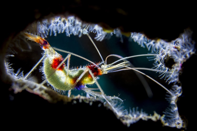 Underwater Photographer of the Year 2017