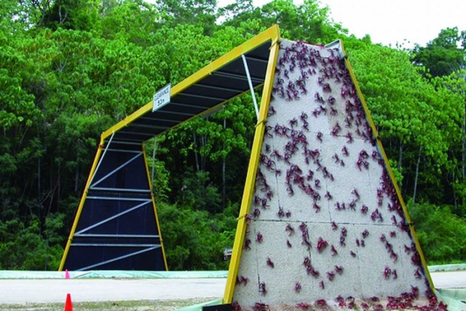 crab bridge christmas island