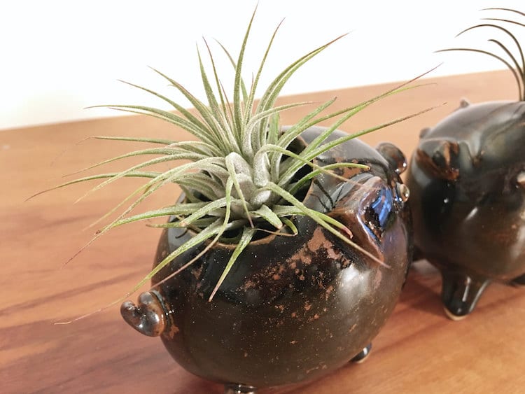 pig animal air plant vases Yoshiko Kozawa studio giverny etsy plants