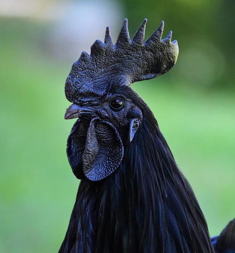 These Chickens Have Jet-Black Hearts, Beaks and Bones, Smart News