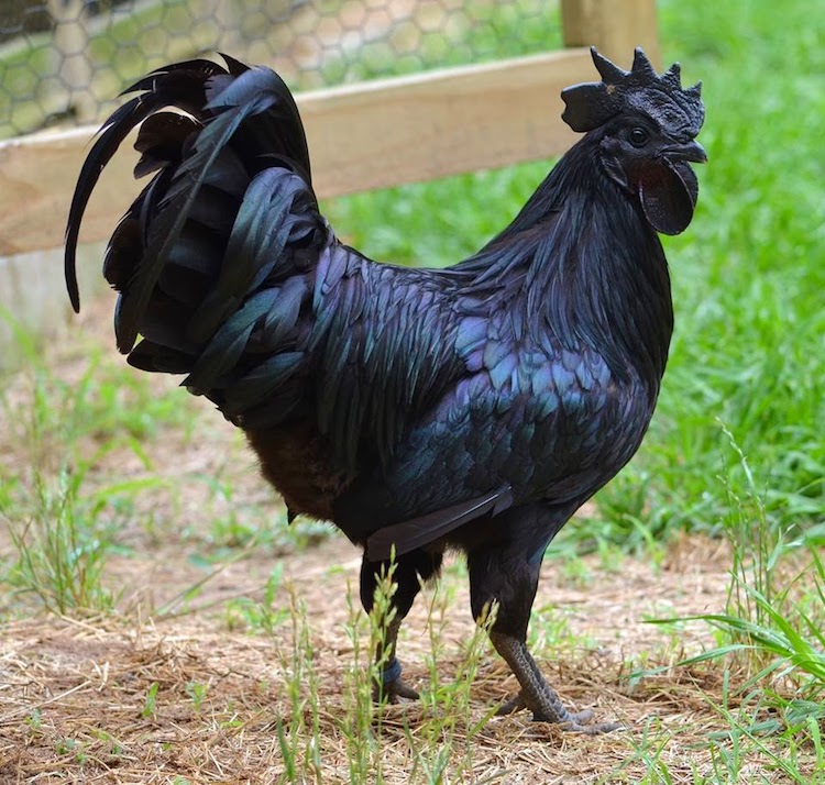 Unusual Black Chicken is Black from Its Feathers to Its Bones