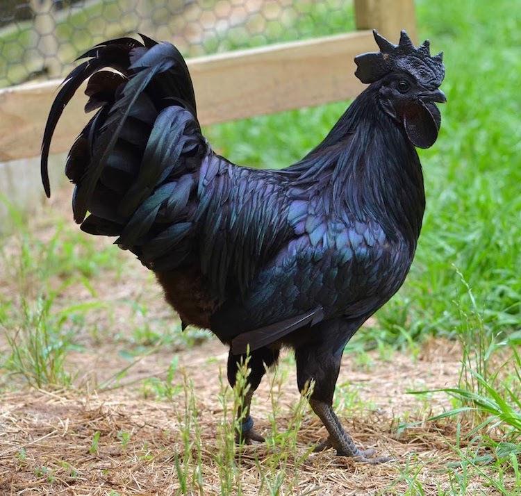 Ayam Cemani: Everything You Need To Know About This Rare and