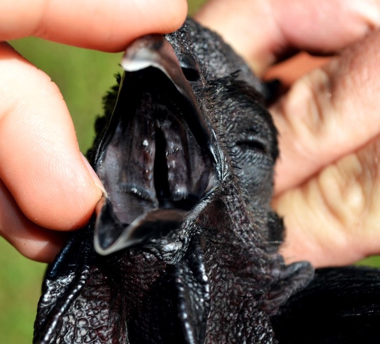 Unusual Black Chicken is Black from Its Feathers to Its Bones