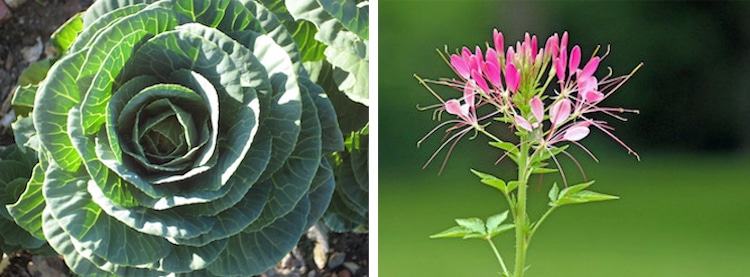 cabbage cleome companion plants