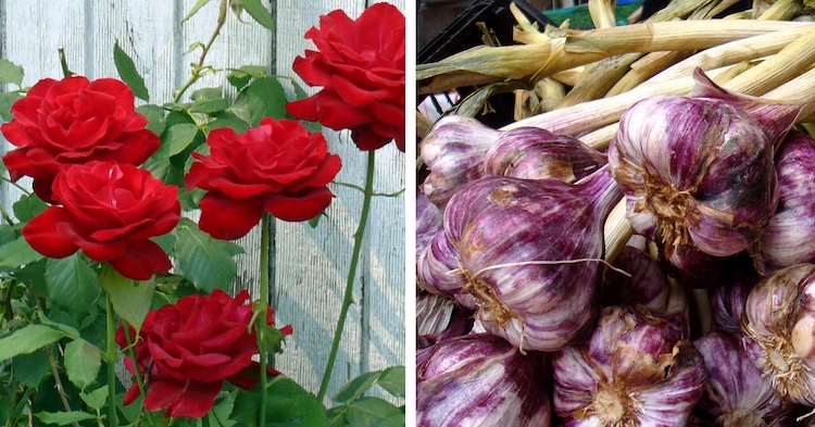 rose garlic companion plants