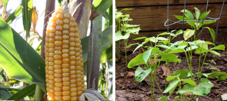 corn beans companion plants