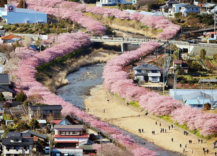Early Cherry Blossoms Spring in February in Kawazu