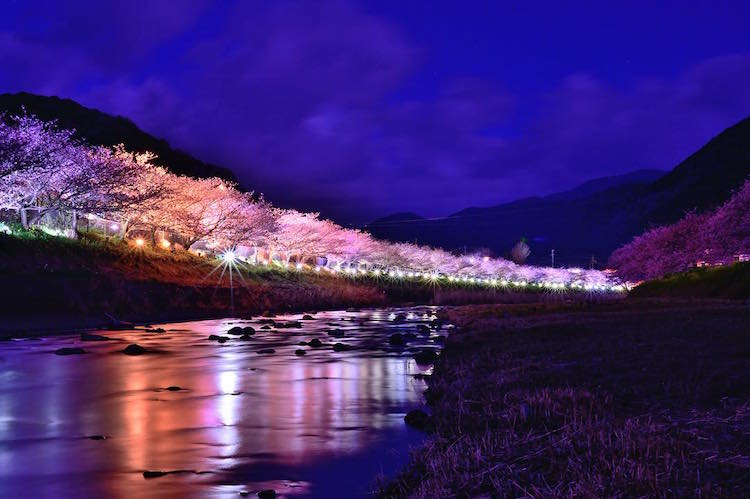 kawazu early cherry blossoms japan spring