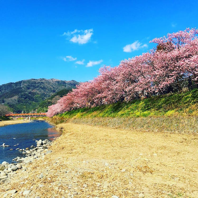 kawazu early cherry blossoms japan spring