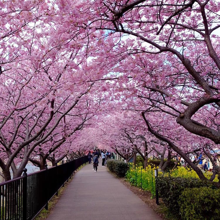 kawazu early cherry blossoms japan spring