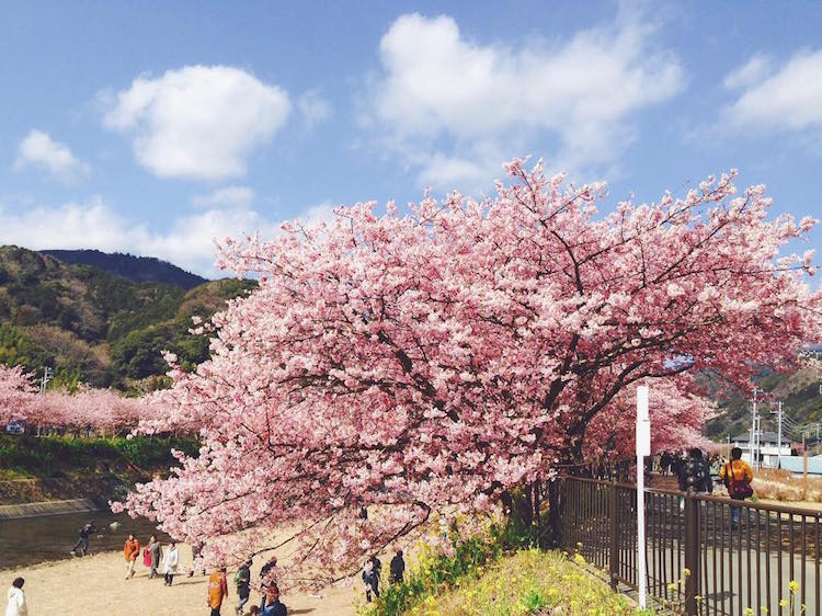 kawazu early cherry blossoms japan spring