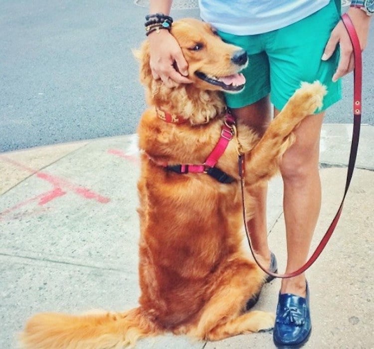 loubie hugging dog louboutina golden retriever 