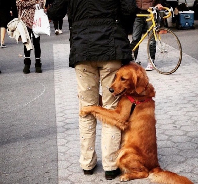 loubie hugging dog louboutina golden retriever 