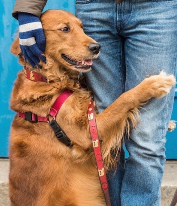 loubie hugging dog louboutina golden retriever 