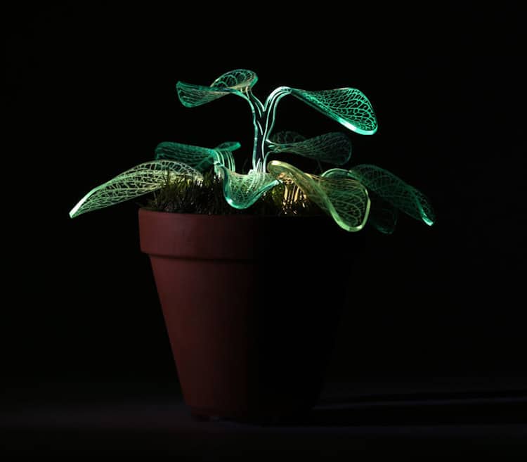 led plant lamp